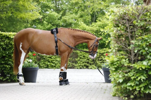 Walsh Training Surcingle With Fleece Pad 3 Walsh Training Surcingle With Fleece Pad