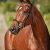 Collegiate ComfiTec Training Bridle -Equine Worlds 811145 ComfiTec Training L Side 39891.1588094731