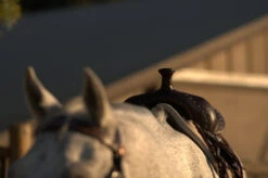 High Horse Daisetta Cordura Trail Saddle By Circle Y 31 High Horse Daisetta Cordura Trail Saddle By Circle Y -Equine Worlds Daisetta Pommel Front 63940.1600204660