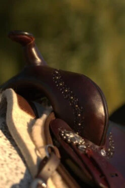 High Horse Daisetta Cordura Trail Saddle By Circle Y 23 High Horse Daisetta Cordura Trail Saddle By Circle Y -Equine Worlds Daisetta Pommel 14377.1600204630