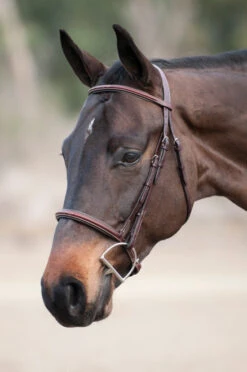 Edgewood Raised Padded Fancy Stitch Bridle With Padded Crown