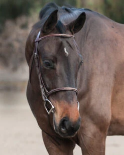 Edgewood Raised Fancy Stitch Bridle -Equine Worlds Dante0221 16 89088.1614975659