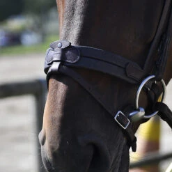 In Horse We Trust Soft T Contact Noseband W/ Flash -Equine Worlds Soft T Contact 2 08049.1658868277