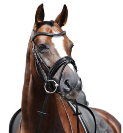 Passier Apollo Patent Leather Snaffle Bridle -Equine Worlds apollo bridle graphite brow horse 880 passier 58418.1690318594