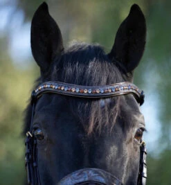 Halter Ego Aspen Rolled Snaffle Bridle -Equine Worlds aspen rolled snaffle brn taupe browband ASPEN halter ego 39142.1682612610
