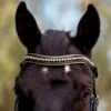 Halter Ego Aurelia Rose Gold Snaffle Bridle -Equine Worlds aurelia rose gold snaffle bk.pt rsgd browband AURELIA SNAFFLE FULL halter ego 17581.1682553565