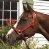 Blocker Nylon Training Halter -Equine Worlds blocker nylon training halter 14 14514 51181.1561242735