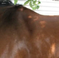 Circle Y Long Shoulder Bridge Pad 3/4" Or 1" -Equine Worlds circle y long shoulder bridge pad 3 4 or 1 2 45853.1530647798