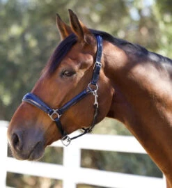 Halter Ego Copenhagen Navy Patent Halter -Equine Worlds copenhagen navy halter nv.pt navy hero COPENHAGEN HALTER halter ego 97604.1682536277