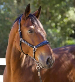 Halter Ego Copenhagen Navy Patent Halter -Equine Worlds copenhagen navy halter nv.pt navy side halter ego 41538.1682560513