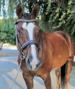 Halter Ego Crystal Jumper Bridle -Equine Worlds crystal jumper bridle flash front full halter ego 52936.1690040362