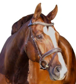 Halter Ego Crystal Jumper Bridle -Equine Worlds crystal jumper bridle flash halter ego 1 58984.1690316915