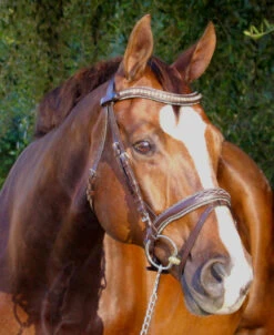 Halter Ego Crystal Jumper Bridle -Equine Worlds crystal jumper bridle flash side halter ego 83404.1690316960