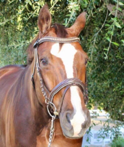 Halter Ego Crystal Jumper Bridle -Equine Worlds crystal jumper bridle front halter ego 85107.1690040348