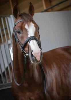 PÉNÉLOPE Pénélope Daily Snaffle Bridle -Equine Worlds daily snaffle black front 301 602 218 penelope 10920.1688759666