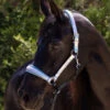 Halter Ego Elsa Halter -Equine Worlds elsa halter neon.blue hero ELSA halter ego 76533.1682705320