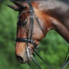 Passier Fortuna Double Bridle -Equine Worlds fortuna double bridle grey brow horse 860 passier 17750.1690319785