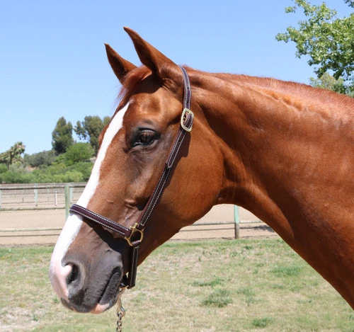 Walsh Leather Grooming Halter 3 Walsh Leather Grooming Halter