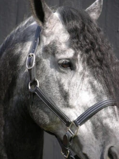 Red Barn Tina Halter 7 Red Barn Tina Halter -Equine Worlds kl select s red barn tina black leather halter 1 73074 82751.1682797174