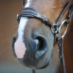 Kavalkade Levana Drop Noseband Bridle -Equine Worlds levana drop noseband bridle nose kavalkade 19037 57468.1555698688