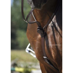 In Horse We Trust C-Cure Running Martingale -Equine Worlds martingale c cure havana horse chest ihwt 07342.1564448667
