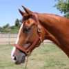 Mary's British Leather Halter With Solid Brass Hardware -Equine Worlds marys british halter chestnut walsh 38581.1685668879