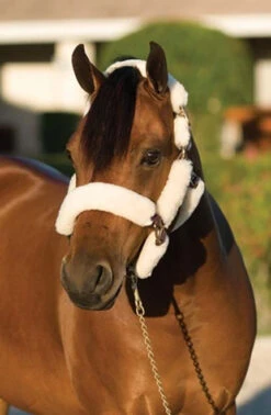 Ovation Sheepskin Pony Shipping Halter -Equine Worlds ovation sheepskin pony shipping halter 2 06071 50134.1527309294