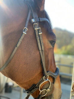 Halter Ego Remington Anatomical Jumper Bridle -Equine Worlds remington bridle chin halter ego 29512.1687997785