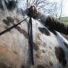 Dy'on Rolled Flat Reins 1 Dy'on Rolled Flat Reins -Equine Worlds rolled dressage flat rein ends 2 dyon 20737.1554339950