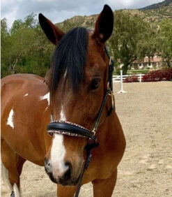 Halter Ego Safari Halter -Equine Worlds safari halter blk lprd front halter ego 27053.1682538591