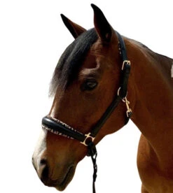 Halter Ego Safari Halter -Equine Worlds safari halter brown halter ego 37979.1682706133