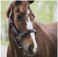 Antarès Stressless Leather Halter -Equine Worlds stressless halter horse antares 79340.1643753935