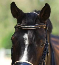 Halter Ego Thea Rolled Double Bridle -Equine Worlds thea rolled double bk.pt crm browband THEA halter ego 33933.1682644361
