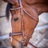 PĂNĂLOPE PĂ©nĂ©lope US Bridle 1 PĂNĂLOPE PĂ©nĂ©lope US Bridle -Equine Worlds us bridle hazelnut 301 602 318 penelope 31395.1688760854