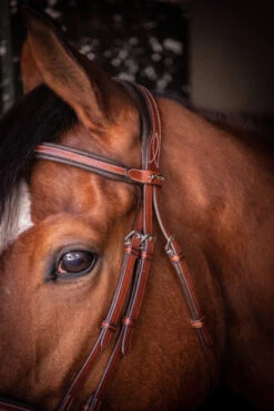 PÉNÉLOPE Pénélope US Bridle -Equine Worlds us bridle hazelnut brow crown 301 602 318 penelope 08645.1688760552